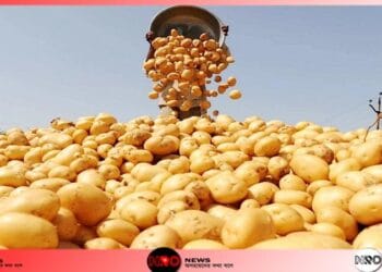 বাংলাদেশের আলু জাপানে যাবে