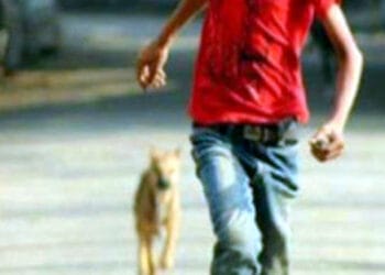 পাগলা কুকুরের কামড়ে মাধবপুরে আহত ৪০