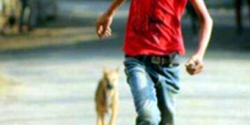 পাগলা কুকুরের কামড়ে মাধবপুরে আহত ৪০