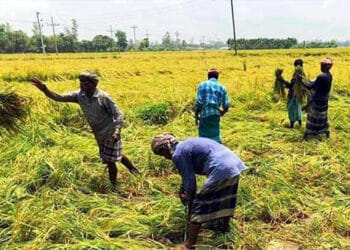 মৌলভীবাজারে হাওরের বোরো ধান দ্রুত কাটতে মাইকিং