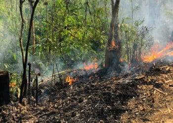 মৌলভীবাজারে আগুনে ২.৩৪ একর বাঁশমহাল পুড়ে ছাই