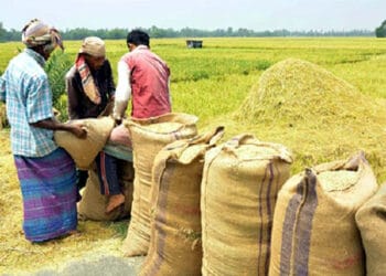 ৩০ টাকায় বোরো ধান, ৪৪ টাকায় চাল কিনবে সরকার