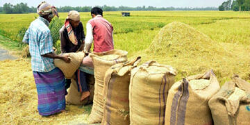 ৩০ টাকায় বোরো ধান, ৪৪ টাকায় চাল কিনবে সরকার