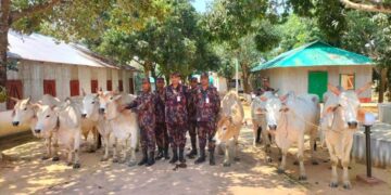 লংগদুতে অবৈধ পথে আসা ২৪ লক্ষ টাকার ভারতীয় গরু উদ্ধার