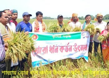 শাল্লায় সরকারি ভাবে ধান কর্তন উৎসব