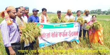 শাল্লায় সরকারি ভাবে ধান কর্তন উৎসব