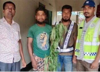 পাইকগাছায় গাঁজা গাছ সহ ১মাদক ব্যবসায়ী আটক