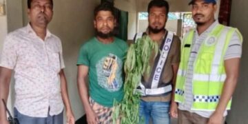 পাইকগাছায় গাঁজা গাছ সহ ১মাদক ব্যবসায়ী আটক