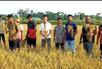 এক কৃষকের ২কেদার ধান কর্তন করে দিলেন সুনামগঞ্জ  জেলা ছাত্রলীগের নেতাকর্মীরা