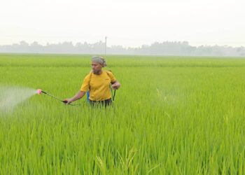 নওগাঁর রাণীনগরে বোরো আবাদে খরচ বৃদ্ধি, উৎকন্ঠায় কৃষকরা