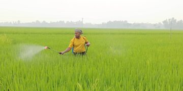 নওগাঁর রাণীনগরে বোরো আবাদে খরচ বৃদ্ধি, উৎকন্ঠায় কৃষকরা