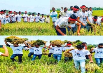 সুনামগঞ্জে অসহায় কৃষকের ধান কেটে দিলেন ছাত্রলীগের নেতাকর্মীরা