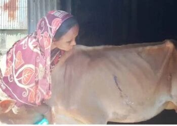 নবীগঞ্জে গরু চোর আতংক এলাকাবাসী৷