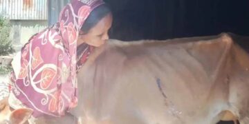 নবীগঞ্জে গরু চোর আতংক এলাকাবাসী৷