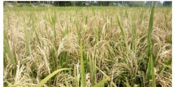 উলিপুরে ব্লাস্ট রোগে আক্রান্ত বোরো ধান ক্ষেত বিপাকে কৃষক