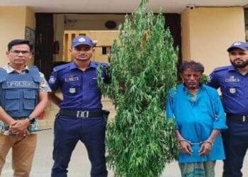 সিলেটে সবজি বাগানের আড়ালে ‌মিজান পাগলার ‘গাঁজাচাষ’