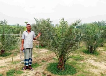 সৌদির মরিয়ম-আজওয়া খেজুরের বাগান এখন নওগাঁর রাণীনগরে