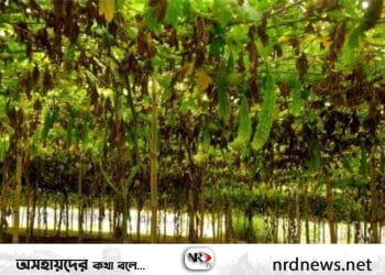 টাঙ্গাইলের হাইব্রিড করলার চাষ বাড়ছে কৃষকের মুখে হাসি