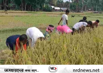 দরিদ্র কৃষকের ধান কেটে মাড়াই করে দিলেন উপজেলা ও পৌর ছাত্রলীগ