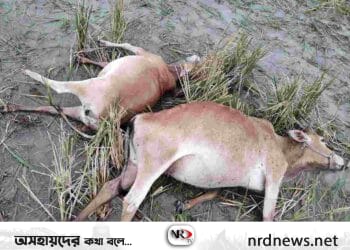 দিরাইয়ে বজ্রপাতে দরিদ্র দিনমজুরের তিনটি গবাদিপশুর মৃত্যু