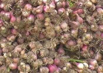 পাবনায় কমেছে পেঁয়াজের ফলন