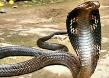 কোবরা ৭ দিন ধরে আটকে ছিল মাছের জালে, পানি খাওয়ালো এলাকাবাসী