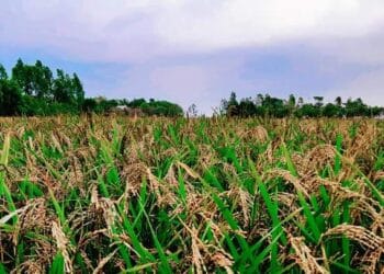 হাওড় এলাকায় বাম্পার ধানের ফলন
