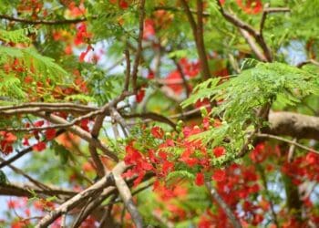 তপ্ত দিনের কৃষ্ণচূড়া