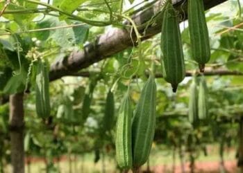 গরমে উপকারী ঝিঙে