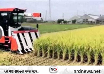 মাধবপুরে ধান কাটার মেশিনের নিচে কাটা পড়ে ৫ শিয়ালের মৃত্যু