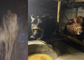 চুরি হওয়া অসহায় গরুর মালিকদের চোখের পানি অধরায় থেকে যায়