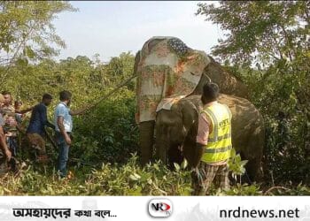 লংগদুতে অসুস্থ বন্য হাতি চিকিৎসা পেয়ে ফিরলো বনে