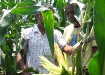 নড়াইলে পরিত্যক্ত ইঁট ভাটাকে চাষের আওতায় এনে জনপ্রিয় হলো ভুট্টা চাষ