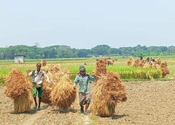 নেত্রকোণায় ধানের ফলন ভাল হওয়ায় কৃষকের মুখে হাসি।