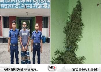 নড়াইলে সবজিল ক্ষেতে গাঁজার চাষ পুলিশের অভিযানে গ্রেফতার-১