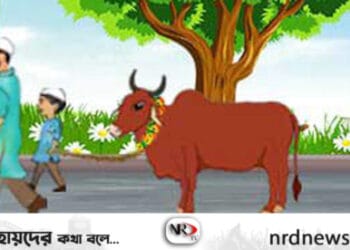 কোরবানি এবং আকিকা এক গরুতে দেওয়া যাবে কিনা