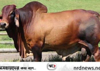 ছবি: ইন্টারনেট থেকে নেওয়া ।