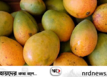 ১২০০ না ৬০০ কেজি আম পশ্চিমবঙ্গে পাঠানো হলো?