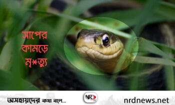 সারাদেশে প্রতি বছর সাপের কামড়ে সাড়ে ৭ হাজারের বেশি মৃত্যু