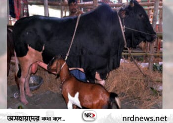 শুকুরাজার সঙ্গে ভোলা ফ্রি!