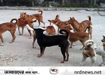 শ্রীমঙ্গলে ১দিনে কুকুরের কামড়ে আহত ২০ নারী-পুরুষ