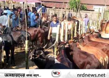 বিশ্বনাথে গরুর বাজারে উত্তাপ