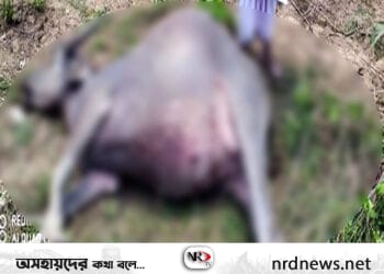 শ্রীমঙ্গলে পিকআপ উল্টে মহিষের মৃত্যু