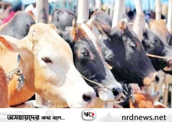 পশুর হাট ও কোরবানি নিয়ে যে নির্দেশনা দিলো সরকার