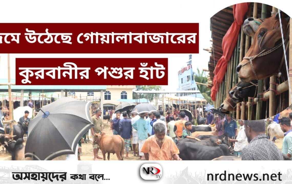 বাজারে বিভিন্ন আকৃতির প্রচুর গরু নিয়ে বিক্রেতারা সারিবদ্ধভাবে দাঁড়িয়ে রয়েছেন।