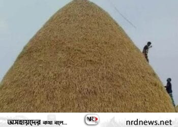 লংগদুতে গো খাদ্য সংগ্রহে ব্যস্ত কৃষকরা 