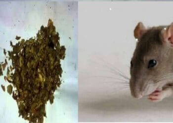 জব্দ করা গাঁজা খেয়ে ফেলেছে ইঁদুর