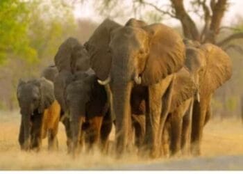 বিয়ের অনুষ্ঠানে হাতির সমাগম