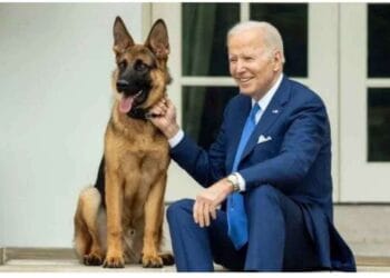 পশু প্রেমী হিসেবে ভালো পরিচিতি রয়েছে জো বাইডেনের