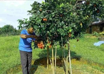 ইউটিউব দেখে পরীক্ষা মূলক ভাবে রাম্বুটান চাষে সফল লংগদু’র কৃষক